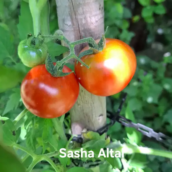 Tomaten: Sasha Altai