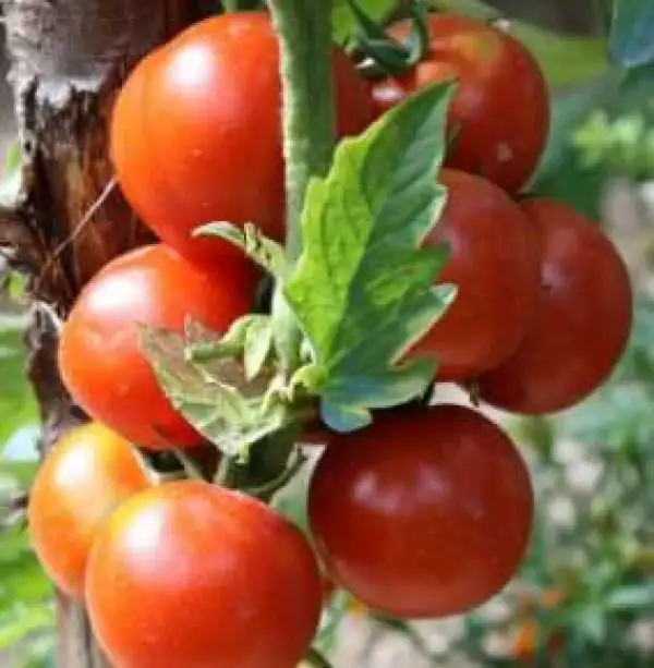 Tomaten: Sasha Altai