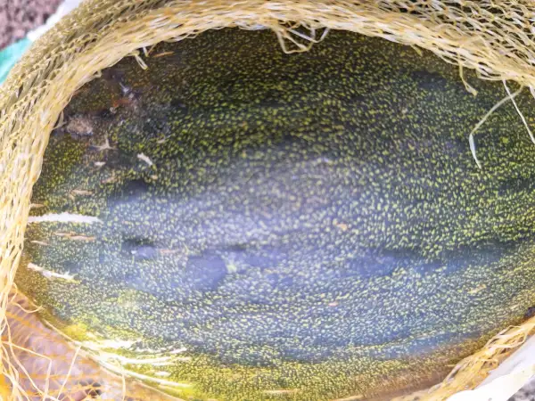 Melonen: Sato de Piel