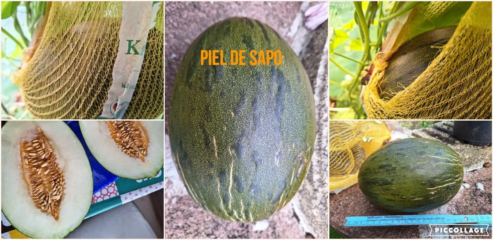 Melonen: Sato de Piel