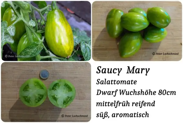 Tomaten: Saucy Mary