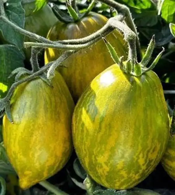 Tomaten: Saucy Mary