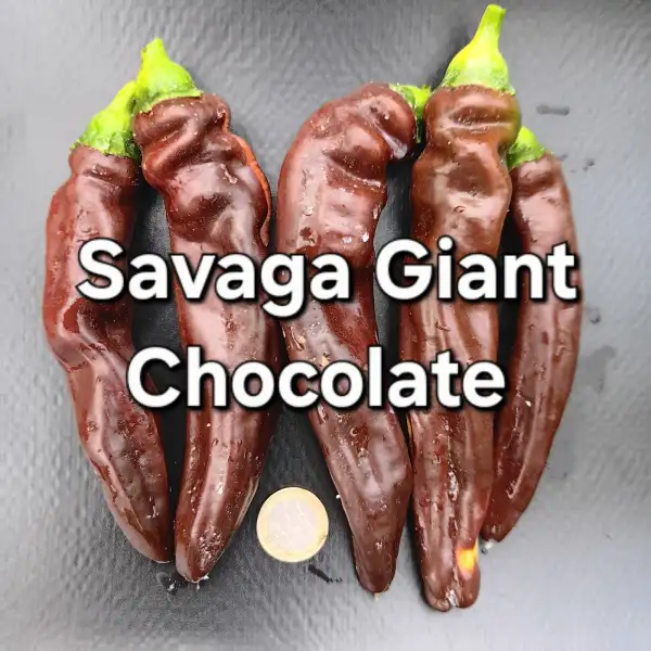 Chili / Paprika: Savaga Giant Chocolate
