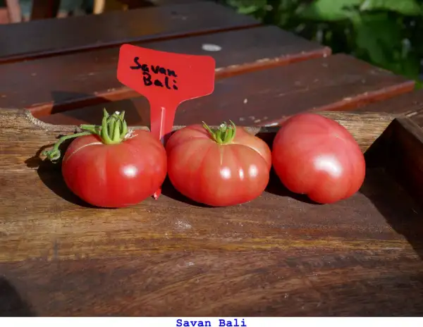 Tomaten: Savan Bali