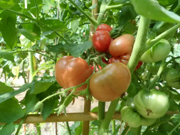 Tomaten: Savan Bali ( Kat# 2632 )