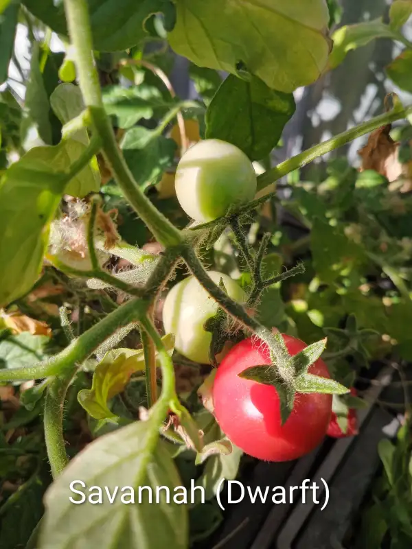 Tomaten: Savannah (Dwarft)