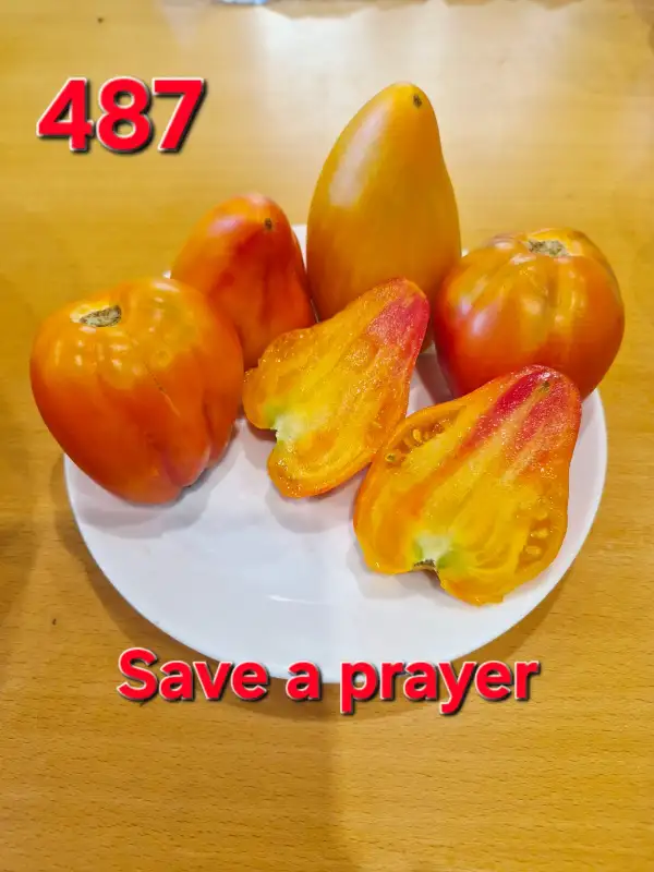 Tomaten: Save a prayer
