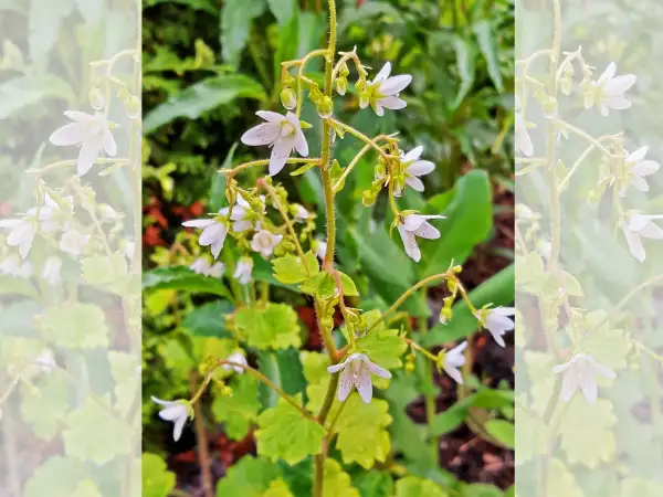 Stauden / Gehölz: Saxifraga rotundifolia ‣‣ Rundblatt‑ Steinbrech ‣ Roundleaf Saxifrage