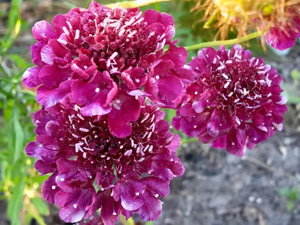 Blumen: Scabiosa atropurpurea ‣ Samt-Skabiose ‣ Sweet Scabiosa