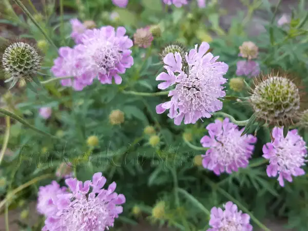Stauden / Gehölz: Scabiosa columbaria