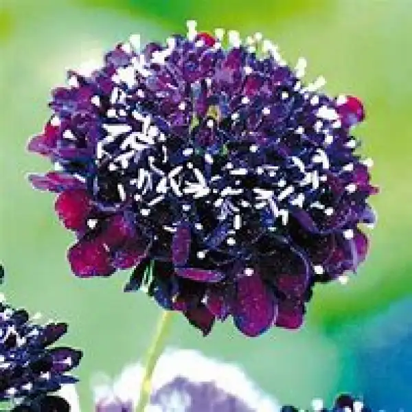 Blumen: Scabiose, dunkelrot