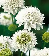 Blumen: Scabiose, weiß