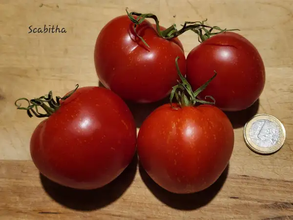 Tomaten: Scabitha