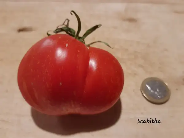 Tomaten: Scabitha