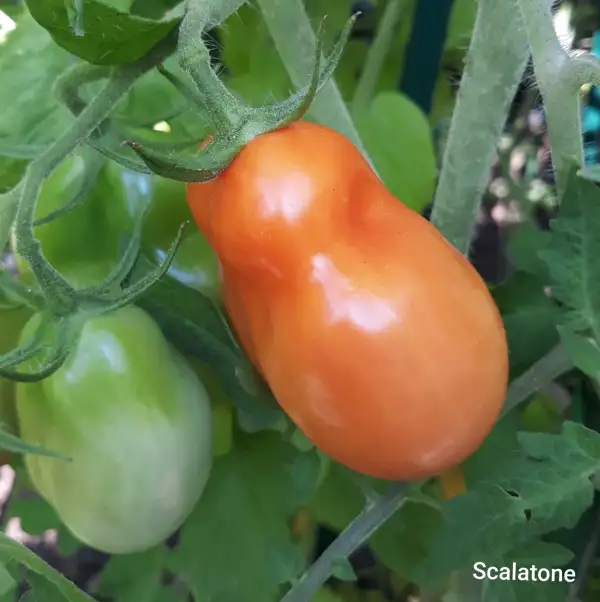 Tomaten: Scalatone