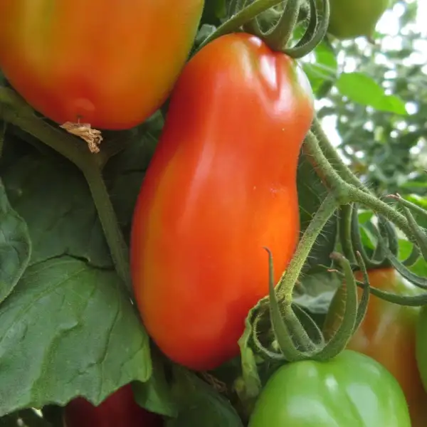 Tomaten: Scalatone