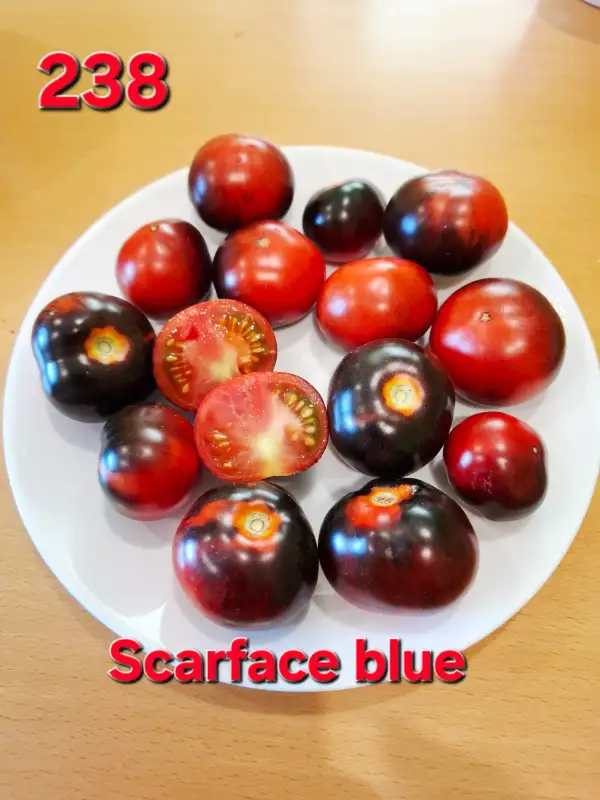 Tomaten: Scarface blue