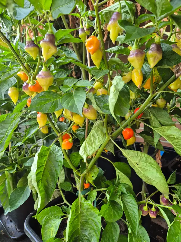 Chili / Paprika: Scarlet Lantern