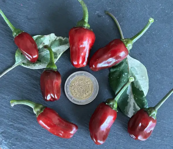 Chili / Paprika: Scarlett variagated