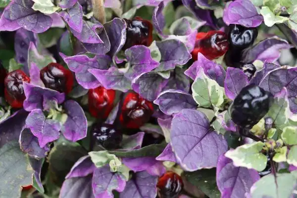 Chili / Paprika: Scarlett Variegated
