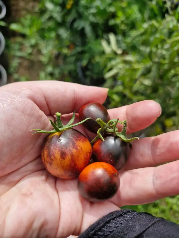 Tomaten: Scarlett Witch
