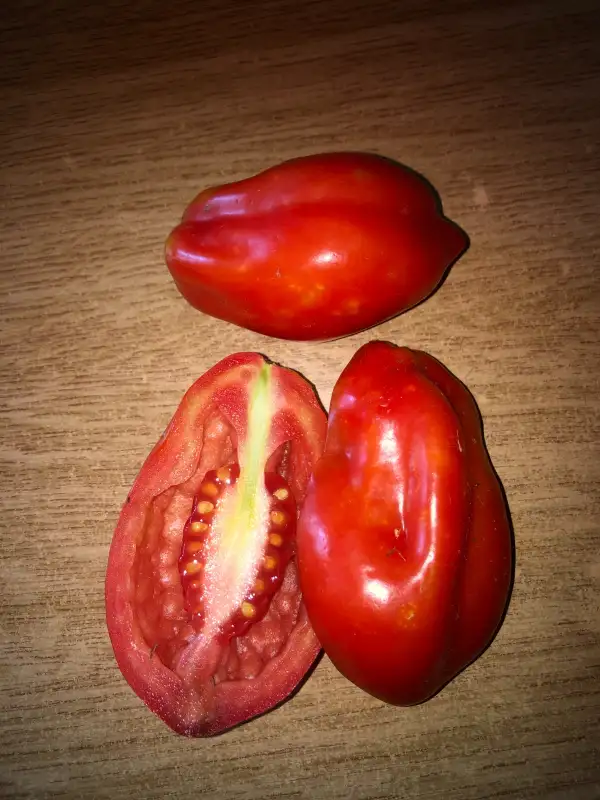 Tomaten: Scatolone