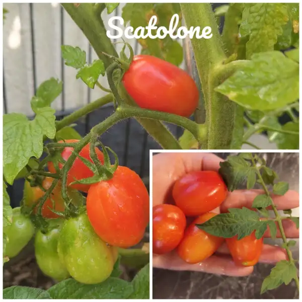 Tomaten: Scatolone