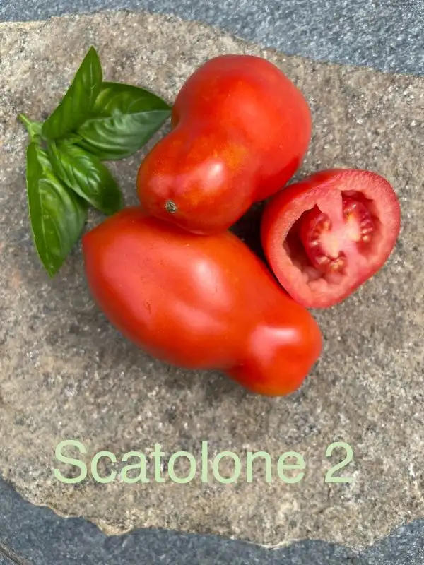 Tomaten: Scatolone 2