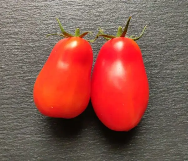 Tomaten: Scatolone