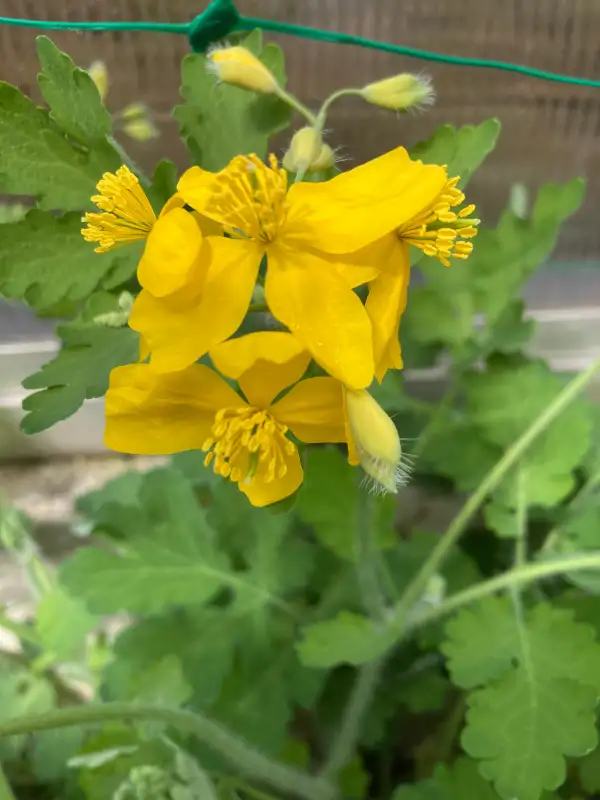 Blumen: Schöllkraut