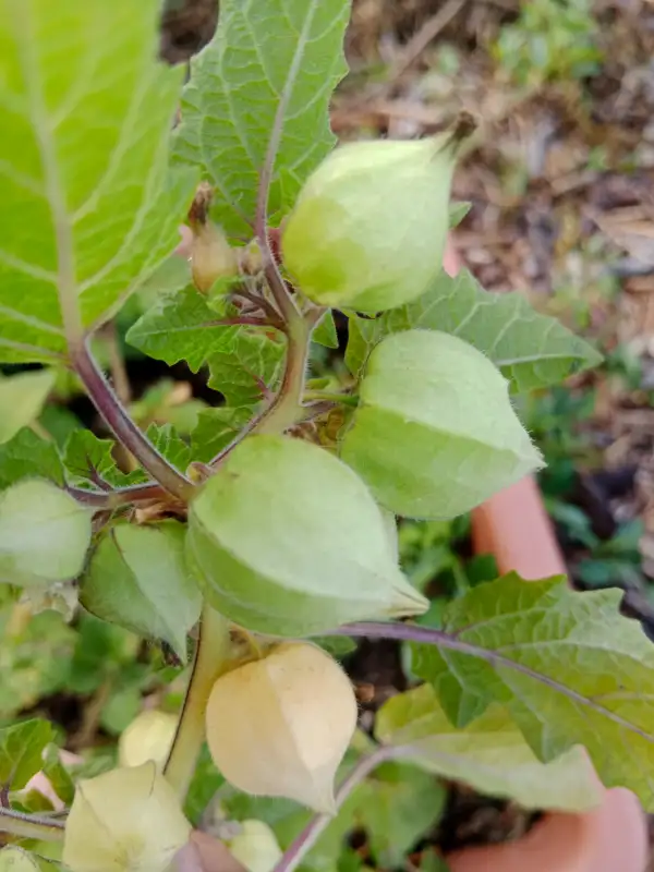 Physalis: Schönbrunner Gold