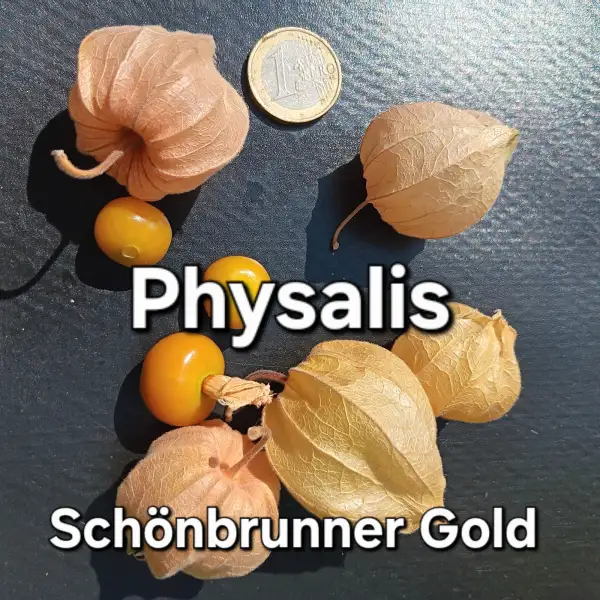 Physalis: Schönbrunner Gold