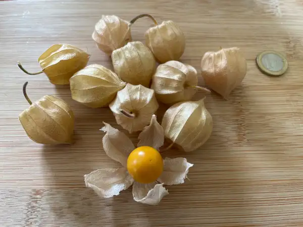 Physalis: Schönbrunner Gold