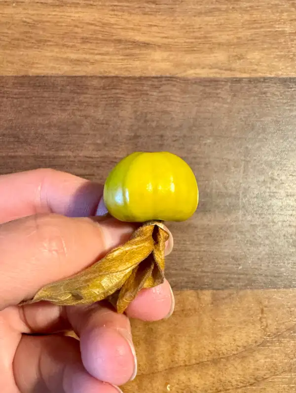 Physalis: Schönbrunner Gold