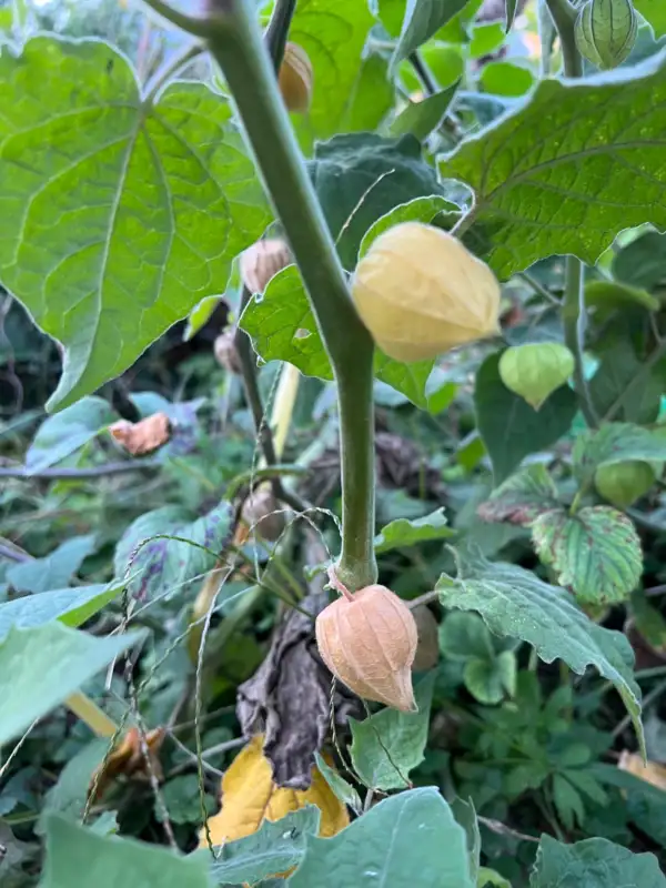 Physalis: Schönbrunner Gold