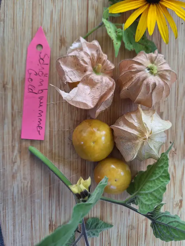Physalis: Schönbrunner Gold