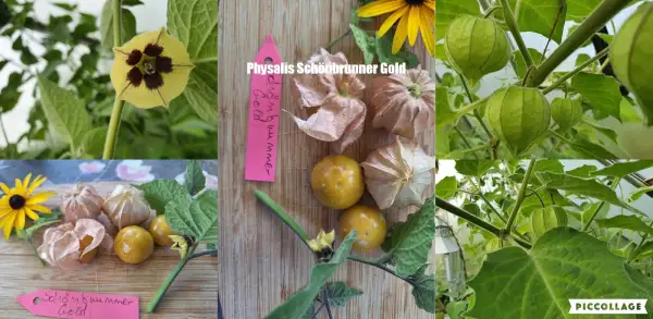 Physalis: Schönbrunner Gold