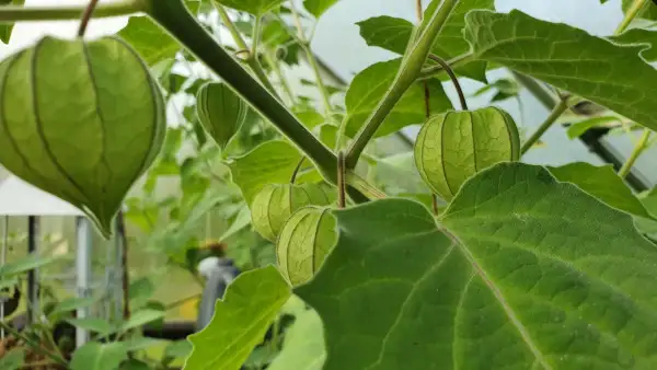 Physalis: Schönbrunner Gold