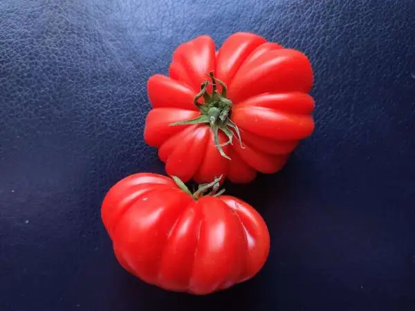 Tomaten: Schöne von Lothringen