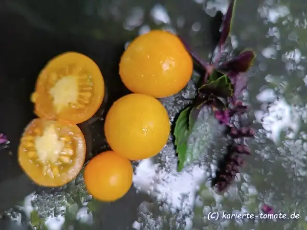 Tomaten: Schönhagener Frühe