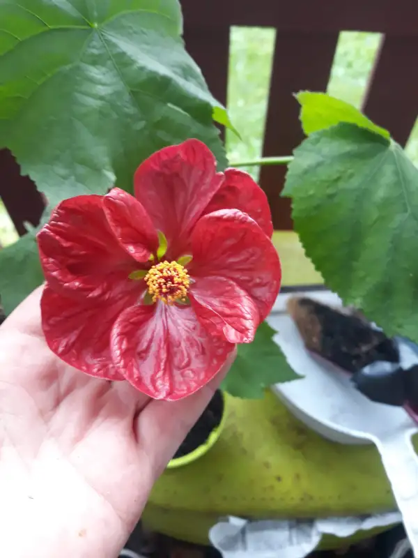 Blumen: Schönmalve,  abutilon mix,