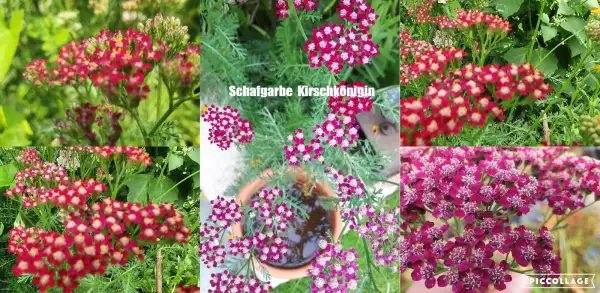 Blumen: Schafgabe - Sorte: Kirschkönigin, Rot