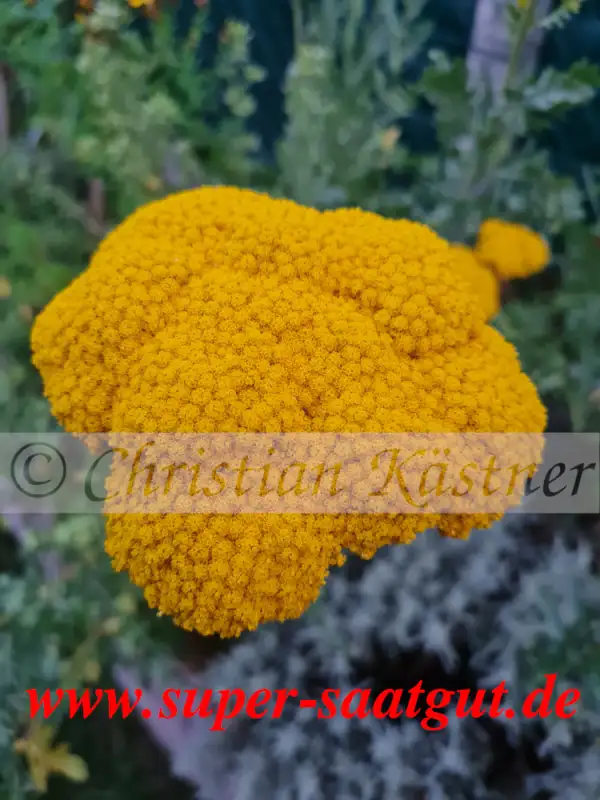 Kräuter: Schafgarbe, gelb