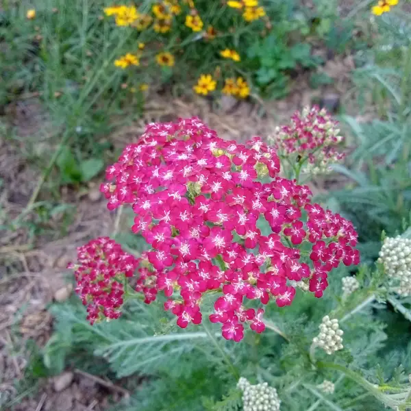 Blumen: Schafgarbe, rot/rosa/rose, krautige Zier- und Heilpflanze