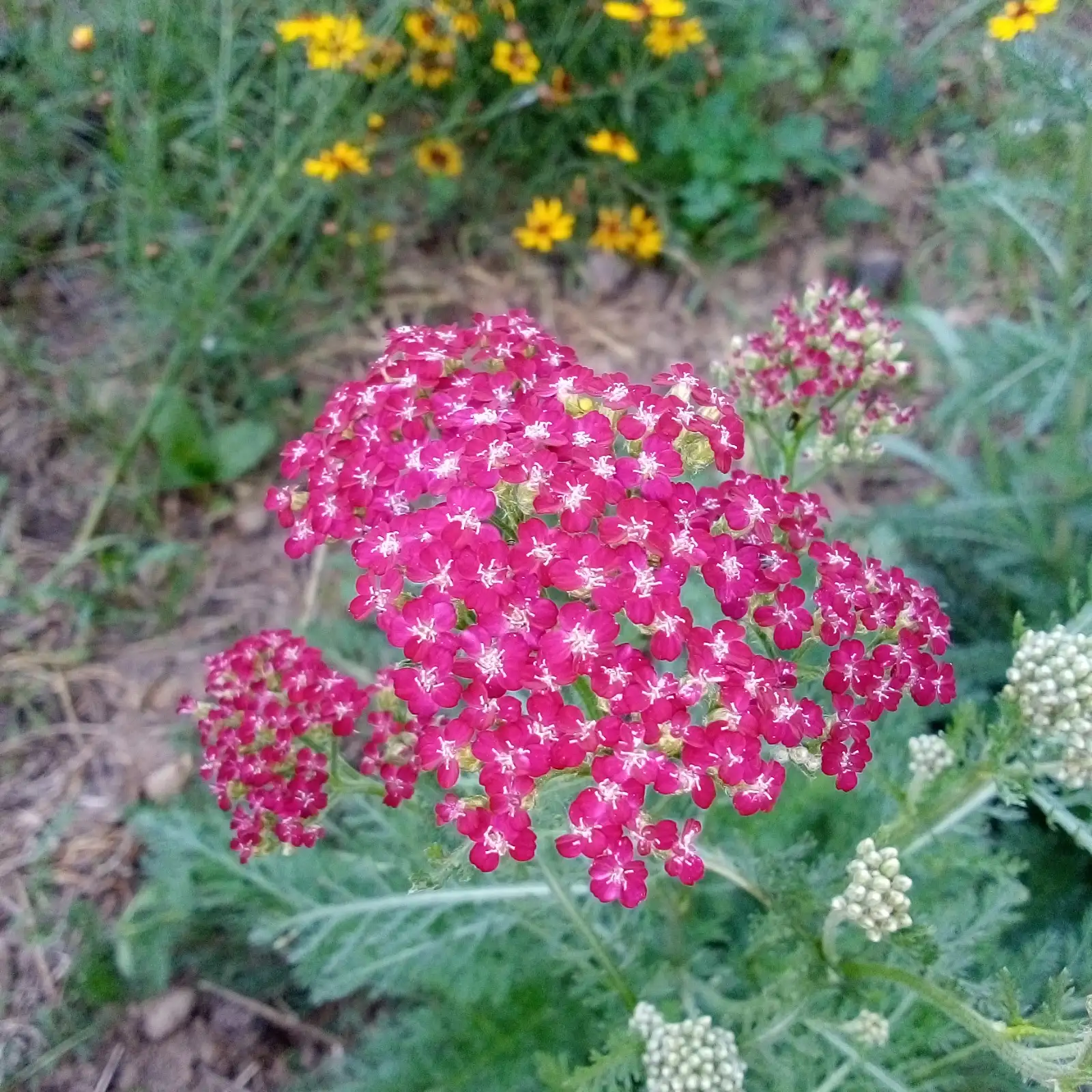 Blumen: Schafgarbe, rot/rosa/rose, krautige Zier- und Heilpflanze