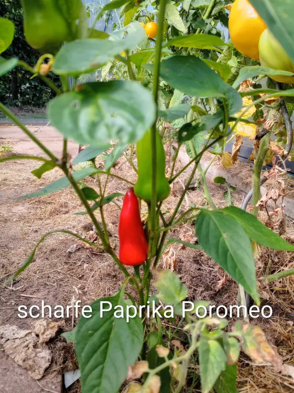 Paprika: Scharfe Gewürzpaprika Poromeo