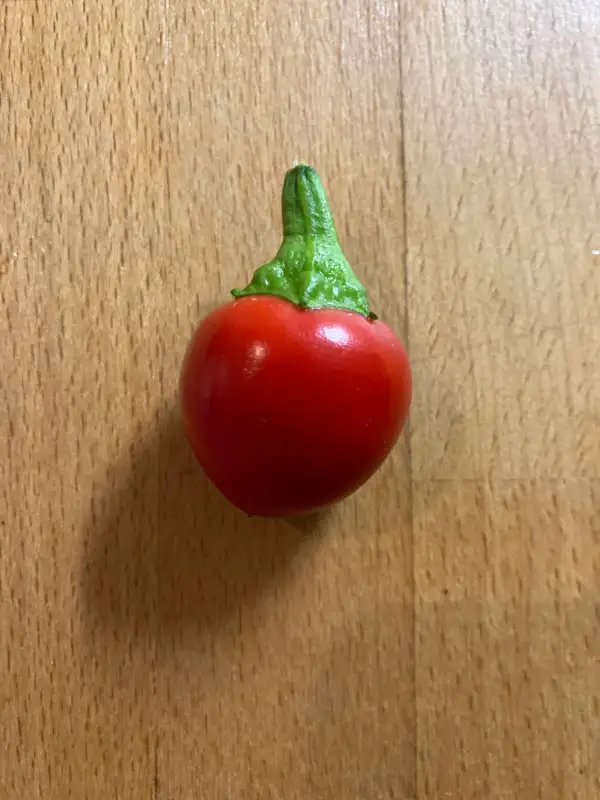 Paprika: scharfe Paprika aus Rumänien (Ardei iute tip mār)
