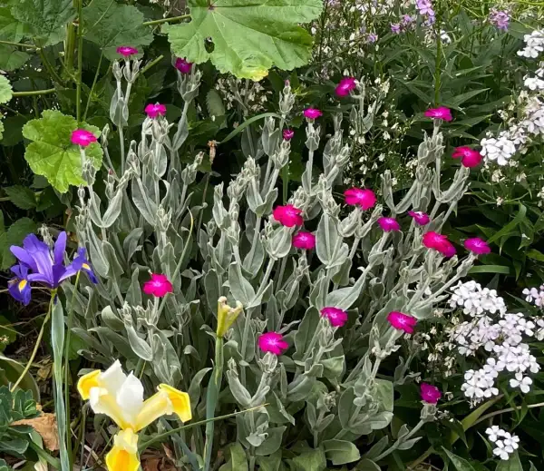 Blumen: Scharlachlichnelke „brennende Liebe“ pink. Wunderschöne, mehrjährige Blume. Grün – silbrig weiche, Flauschige Blätter mit intensiv Pinker Blüte.. Aus meinem biologischen Garten.