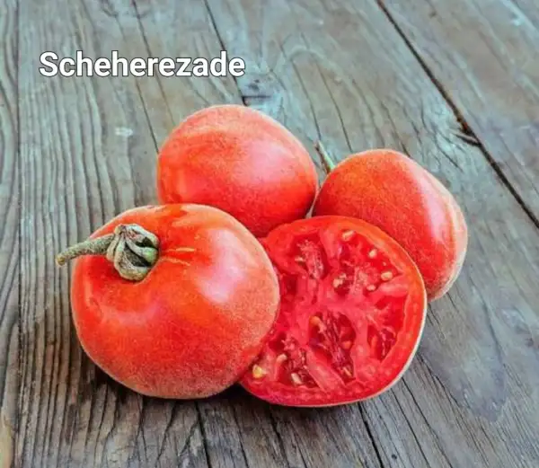 Tomaten: Scheherezade