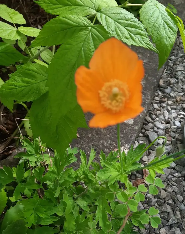 Blumen: Scheinmohn orange